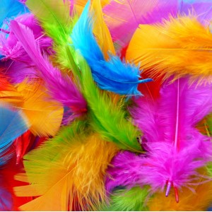 Feathers Coloured