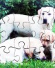 Farm Animal & Their Young Jigsaws